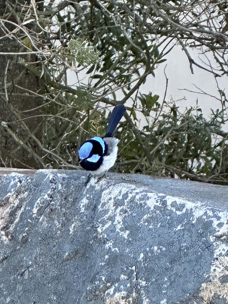 Superb Fairywren - ML640402724