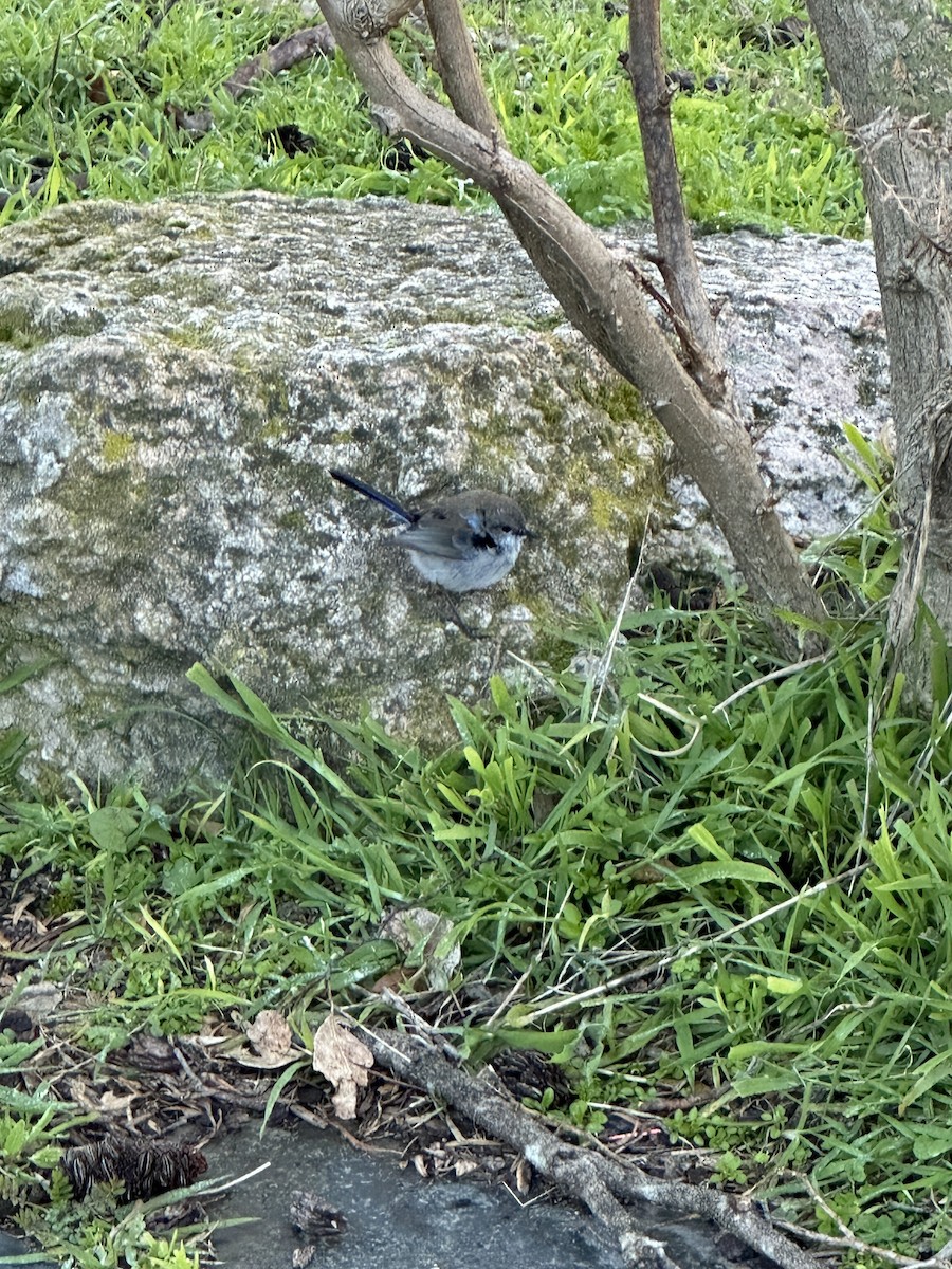 Superb Fairywren - ML640402725