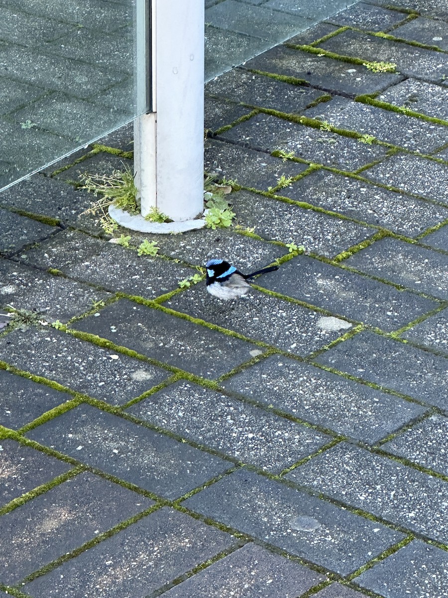 Superb Fairywren - ML640402726