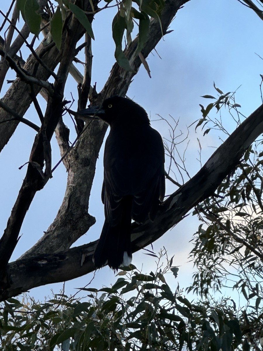 Gray Currawong - ML640402728