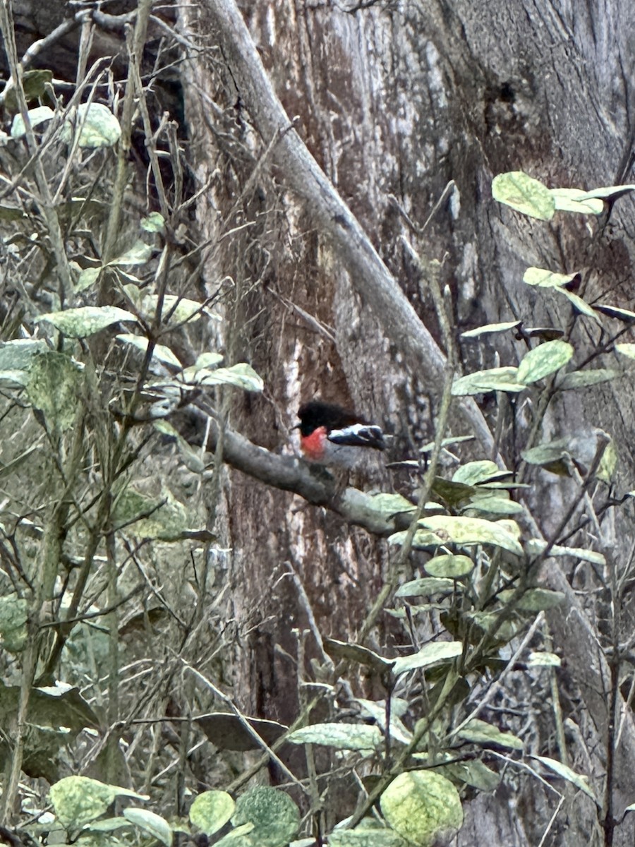 Scarlet Robin - ML640402730