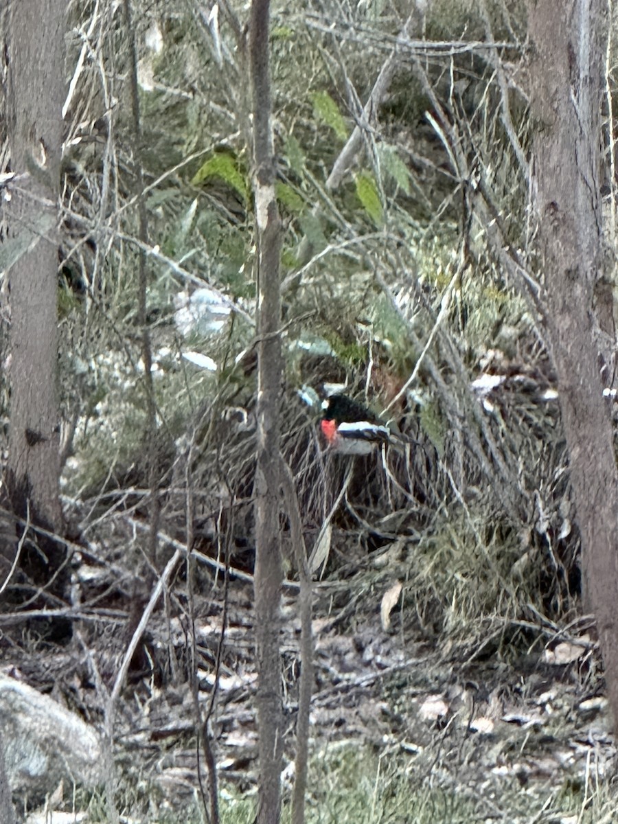 Scarlet Robin - ML640402731