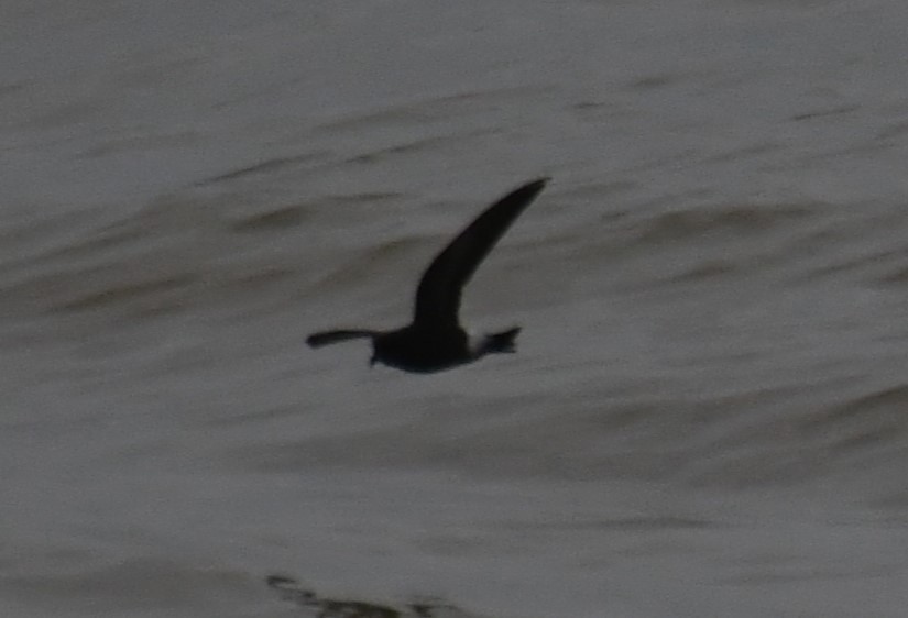 Wilson's Storm-Petrel - ML640402738