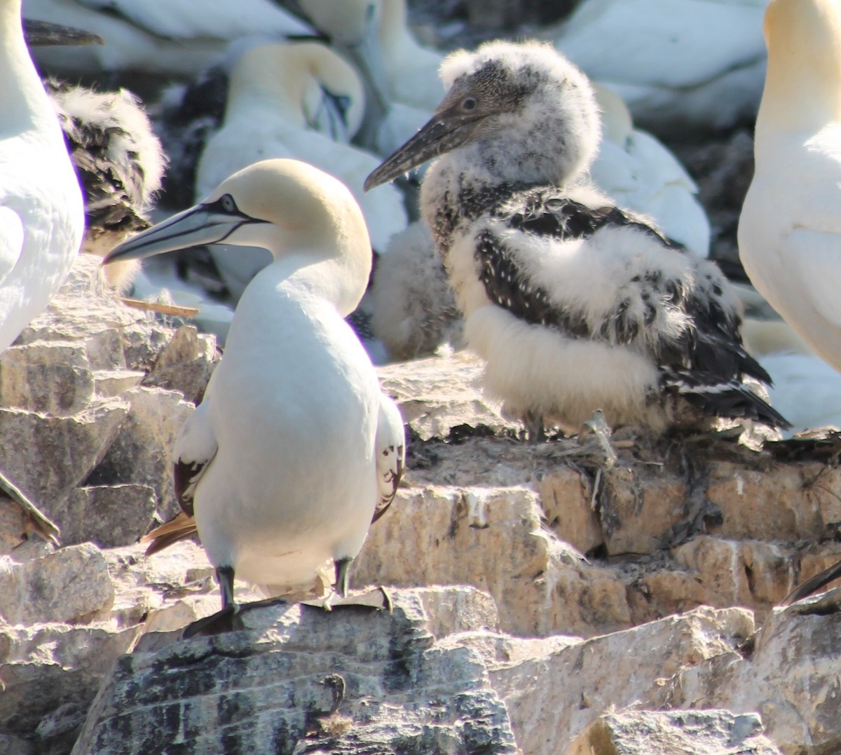 Northern Gannet - ML640402739