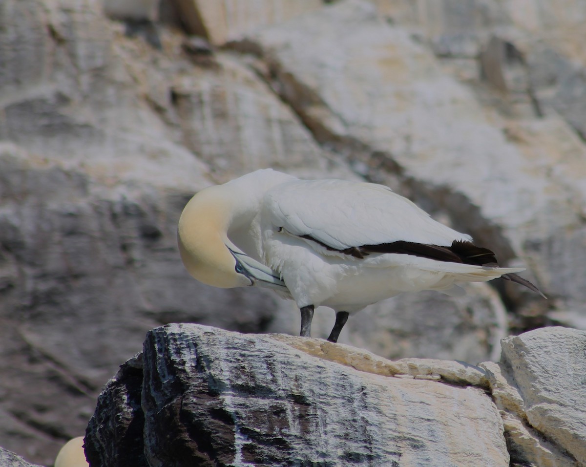 Northern Gannet - ML640402740