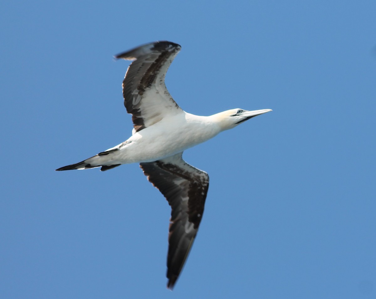 Northern Gannet - ML640402741