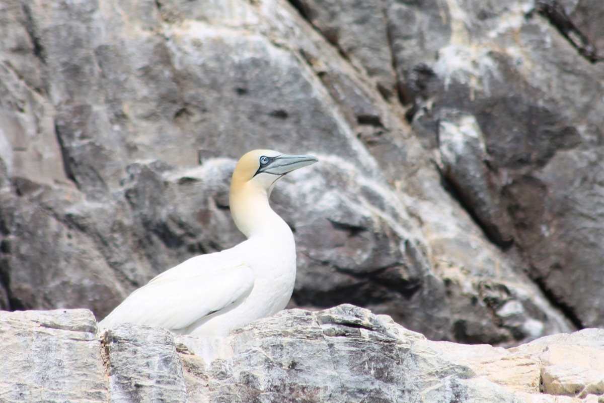 Northern Gannet - ML640402742