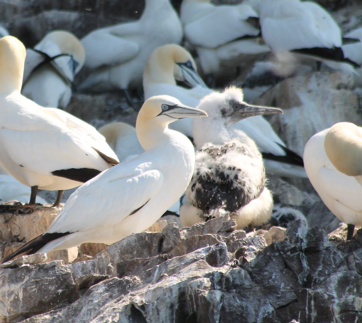 Northern Gannet - ML640402743