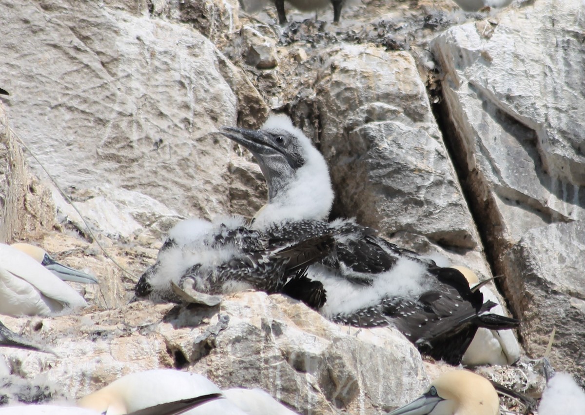 Northern Gannet - ML640402744