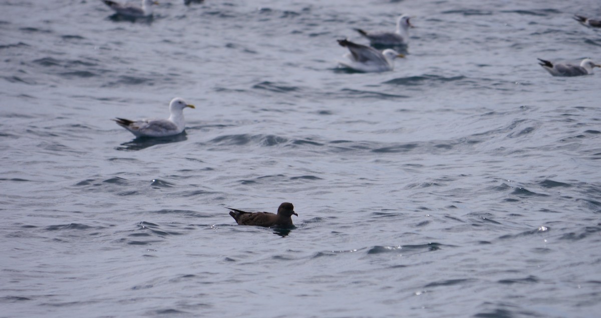 灰水薙鳥 - ML640402745