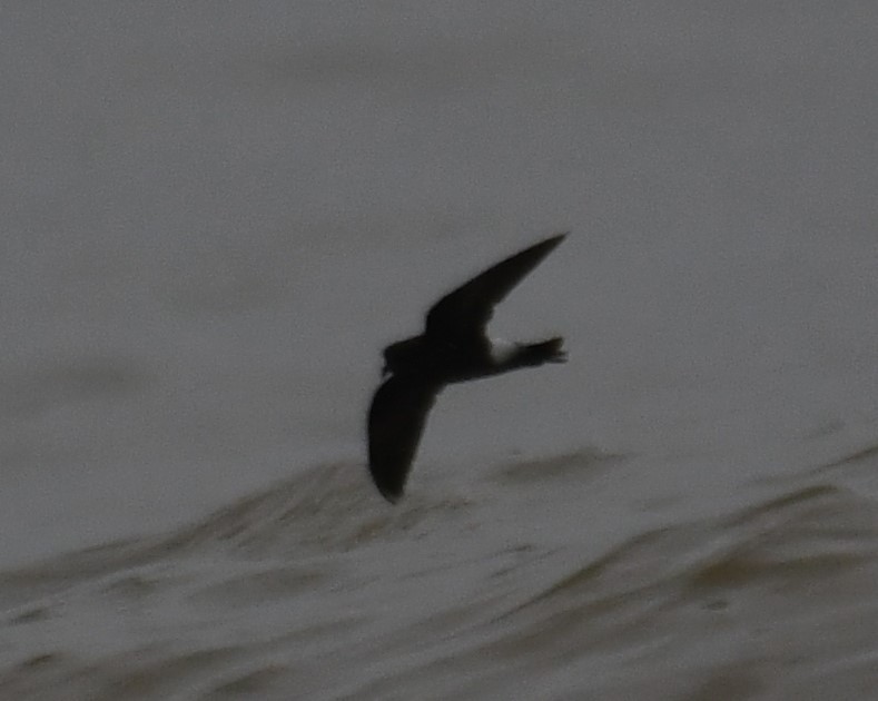 Wilson's Storm-Petrel - ML640402746