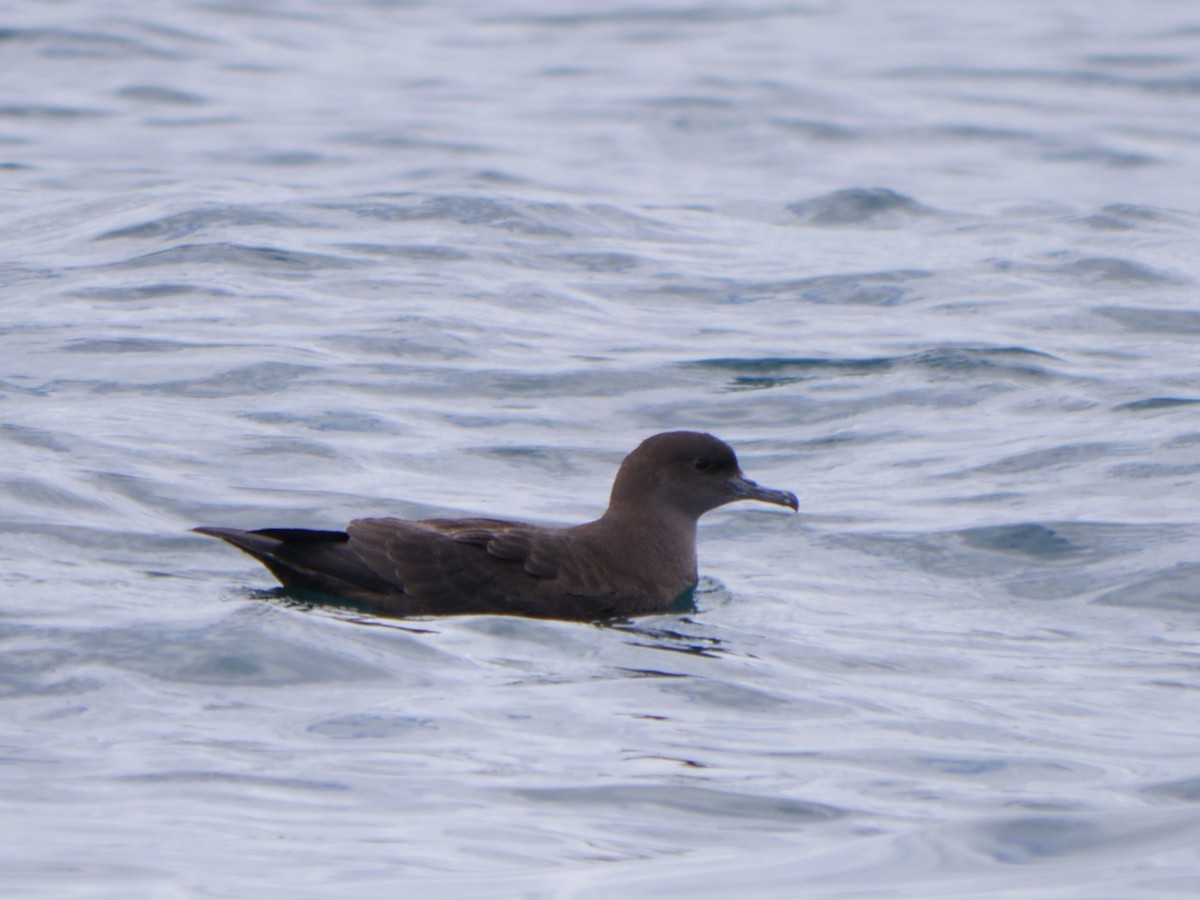 灰水薙鳥 - ML640402747