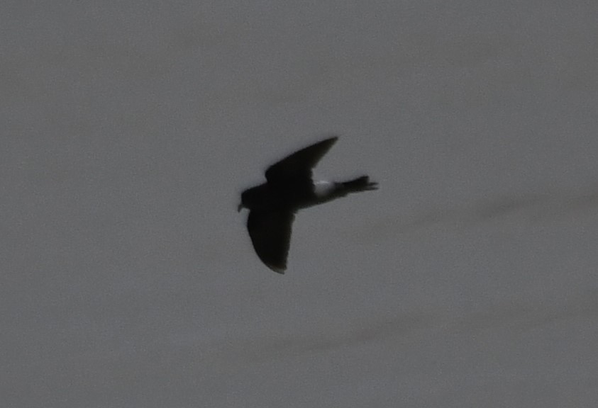 Wilson's Storm-Petrel - ML640402748