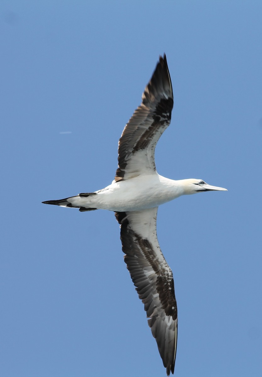 Northern Gannet - ML640402763