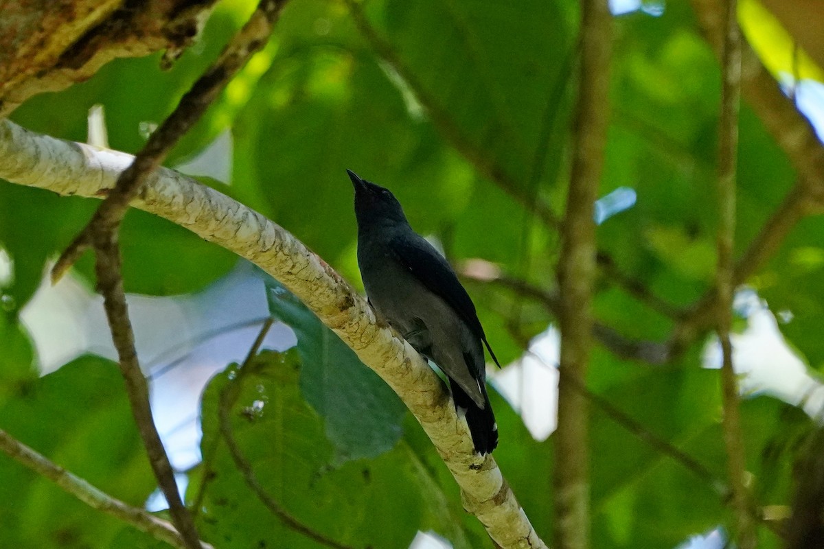 Lesser Cuckooshrike - ML640402769