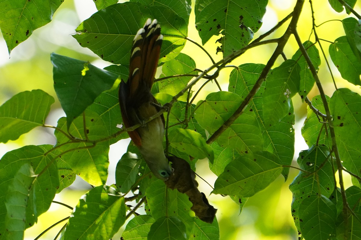 Raffles's Malkoha - ML640402770