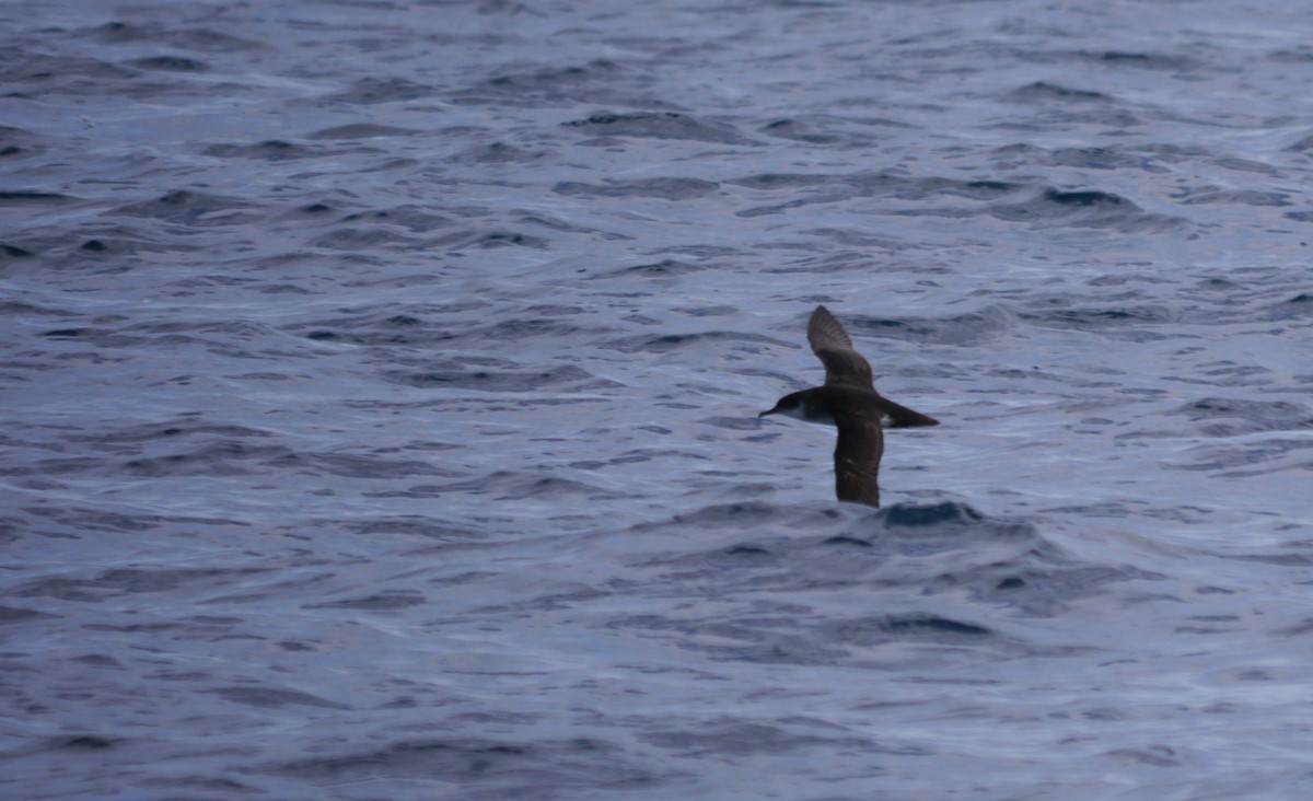Manx Shearwater - ML640402794