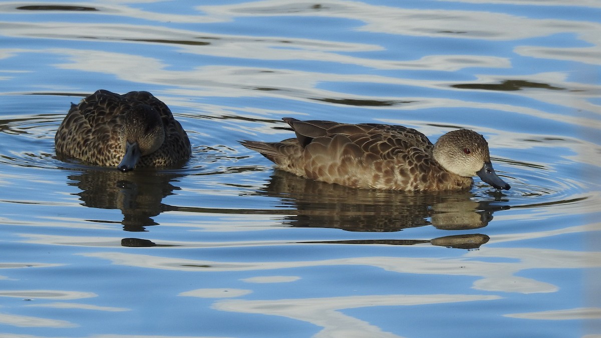 Gray Teal - ML640402813