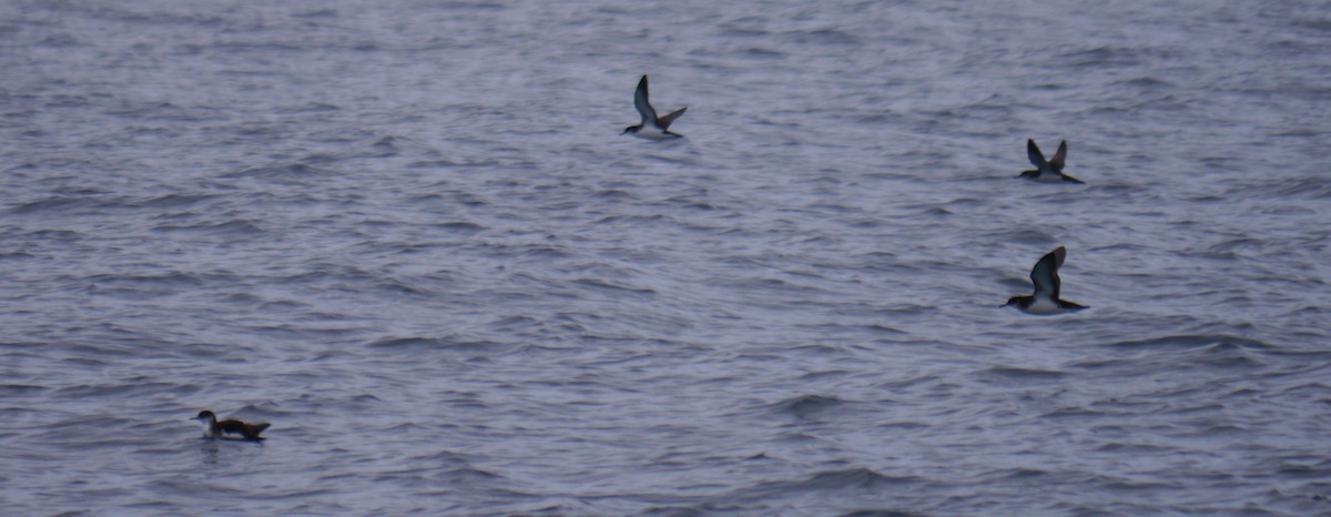 Manx Shearwater - ML640402818