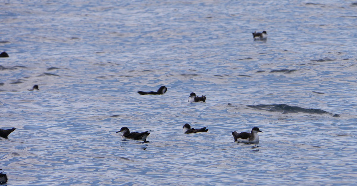 Manx Shearwater - ML640402836
