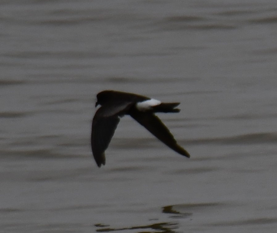 Wilson's Storm-Petrel - ML640402857