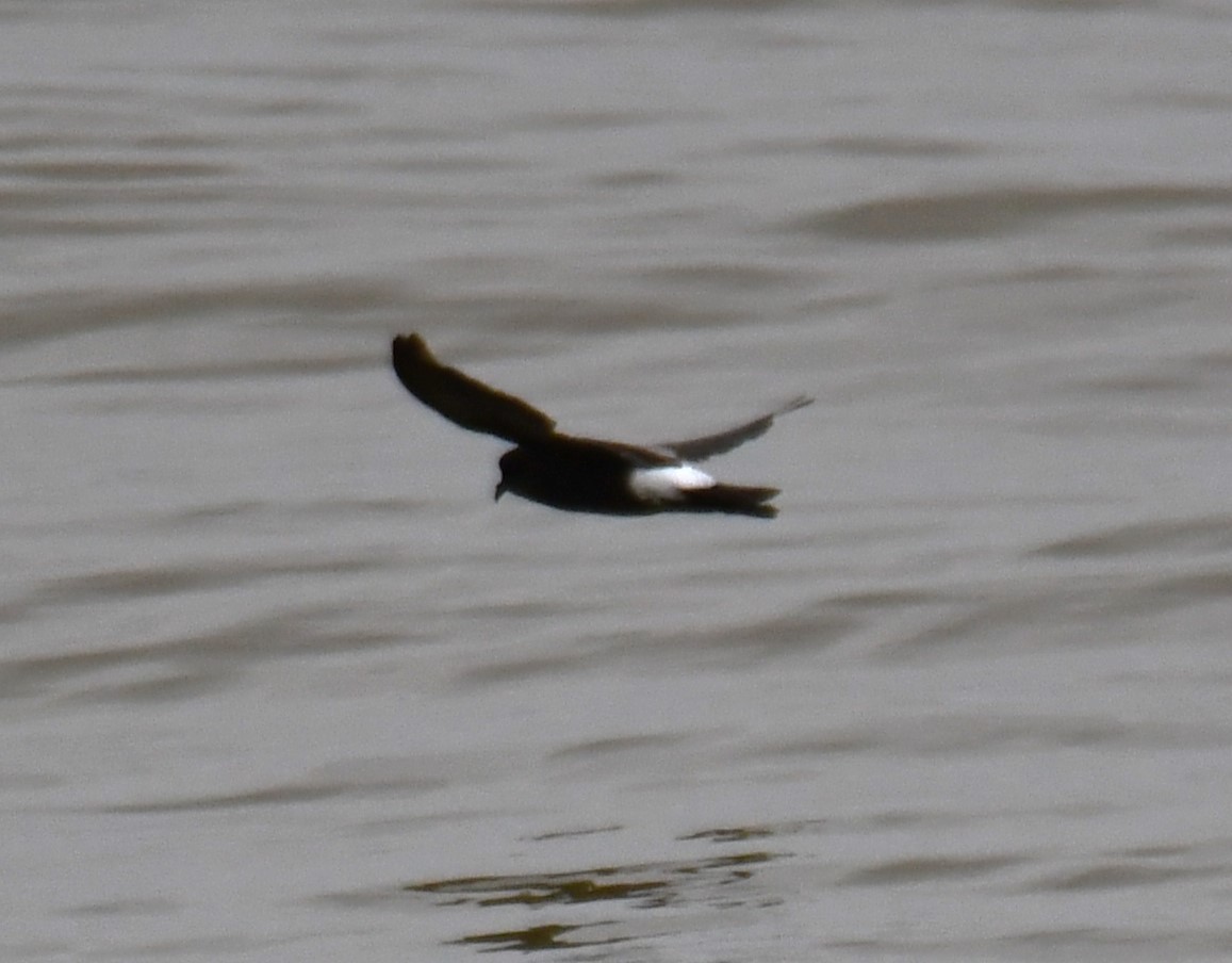Wilson's Storm-Petrel - ML640402860