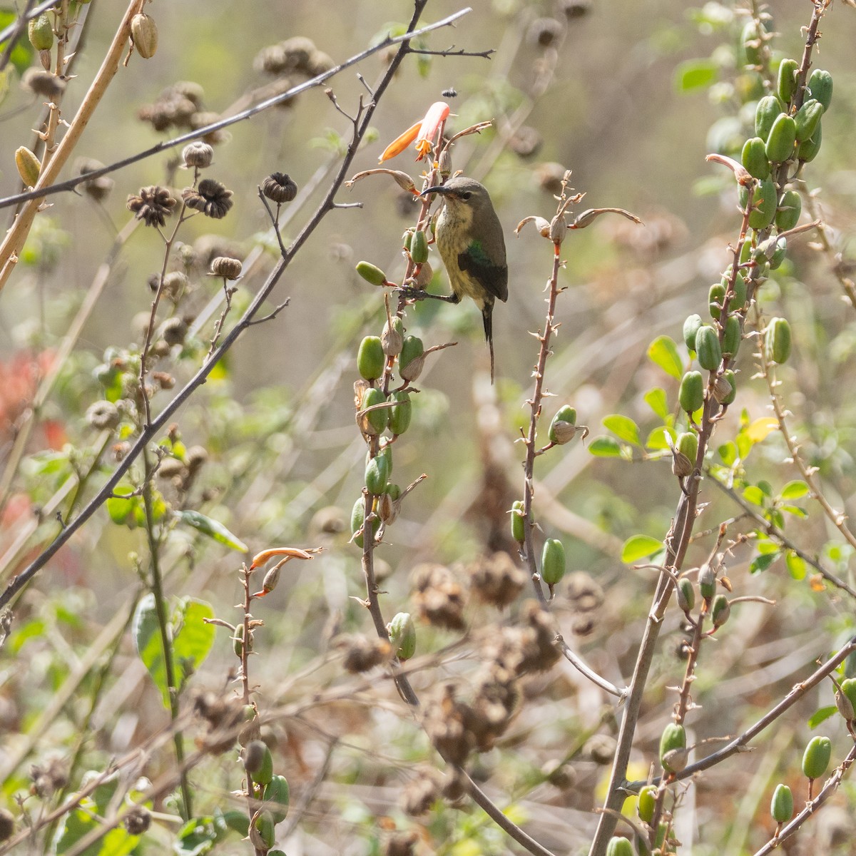 Gorgeous Sunbird - ML640402897