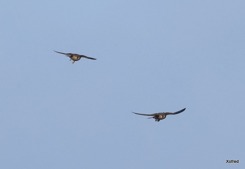 Peregrine Falcon (Barbary) - ML640402899
