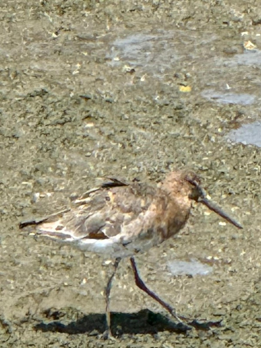 Black-tailed Godwit - ML640402918