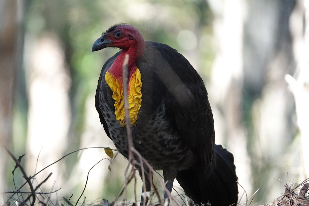 Australian Brushturkey - ML640402919
