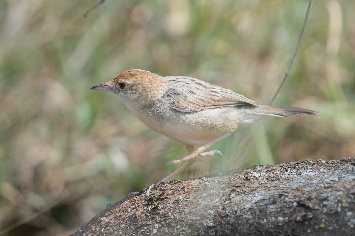Rattling Cisticola - ML640402930