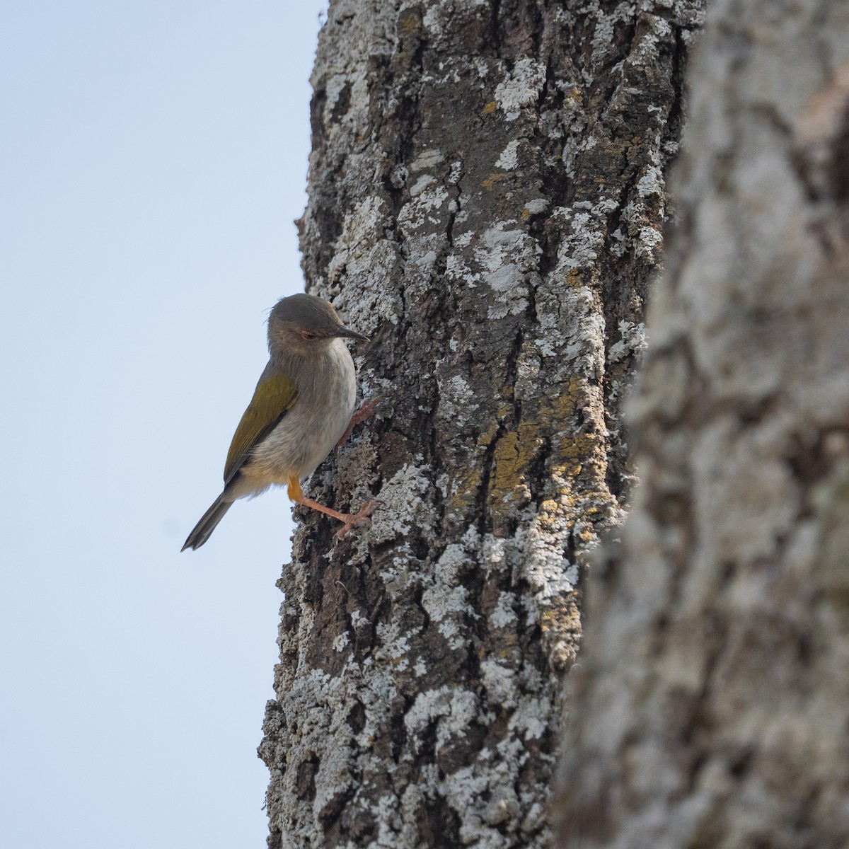 Green-backed Camaroptera - ML640402932