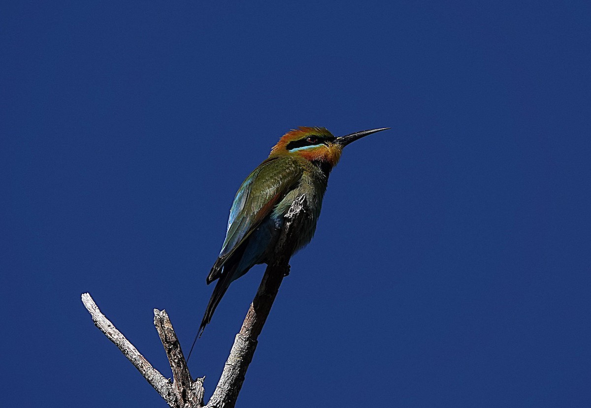 Rainbow Bee-eater - ML640402936