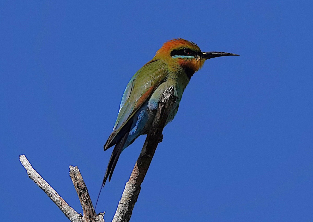 Rainbow Bee-eater - ML640402938