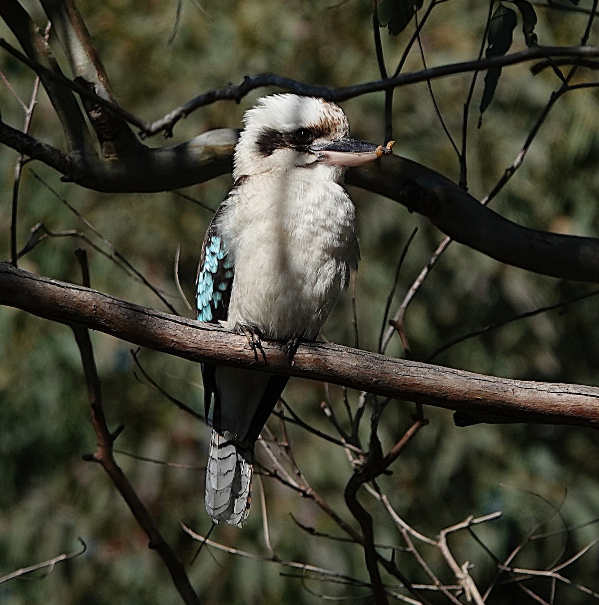Laughing Kookaburra - ML640402950