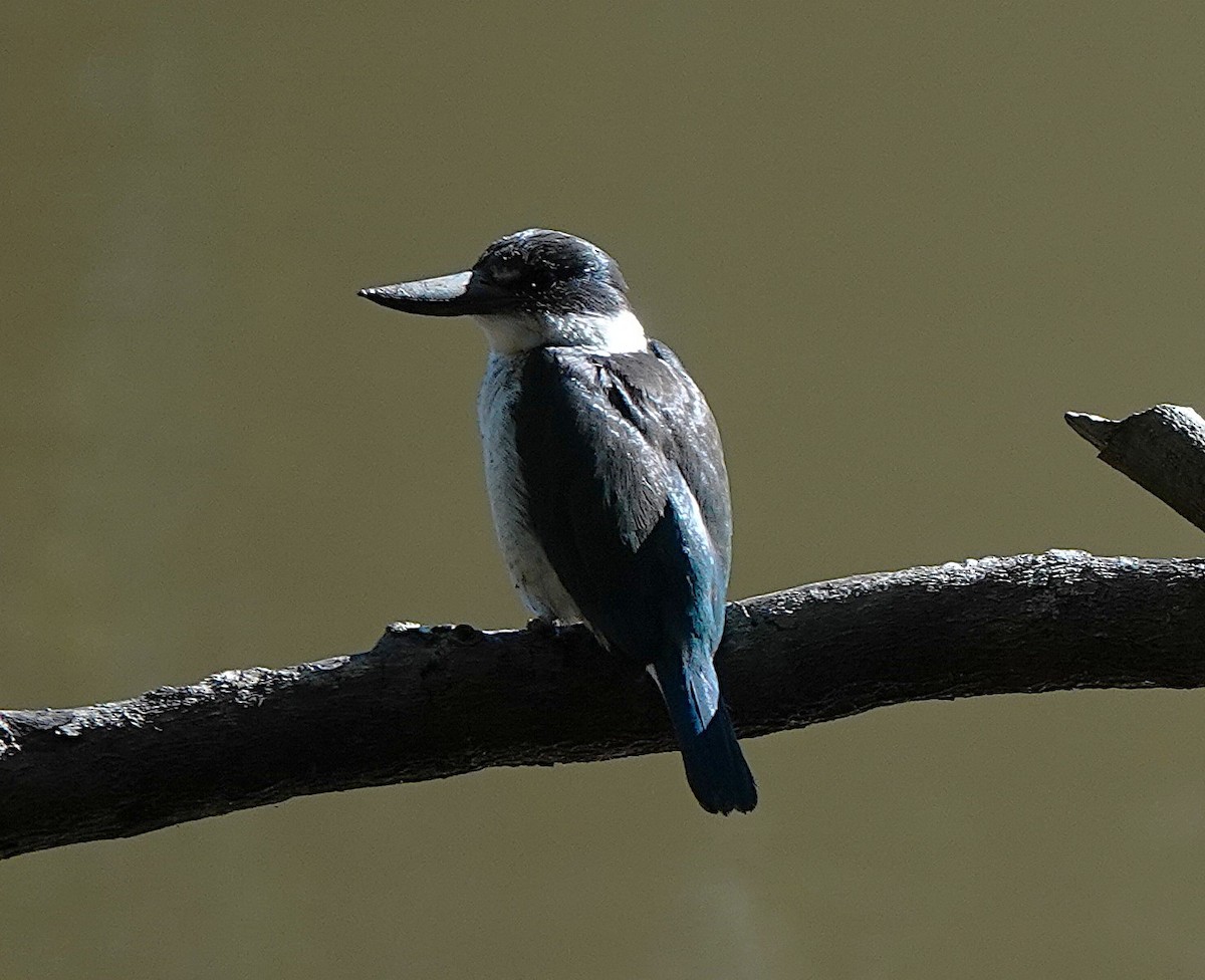 Torresian Kingfisher - ML640402958