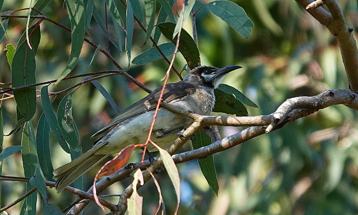 Little Friarbird - ML640402965
