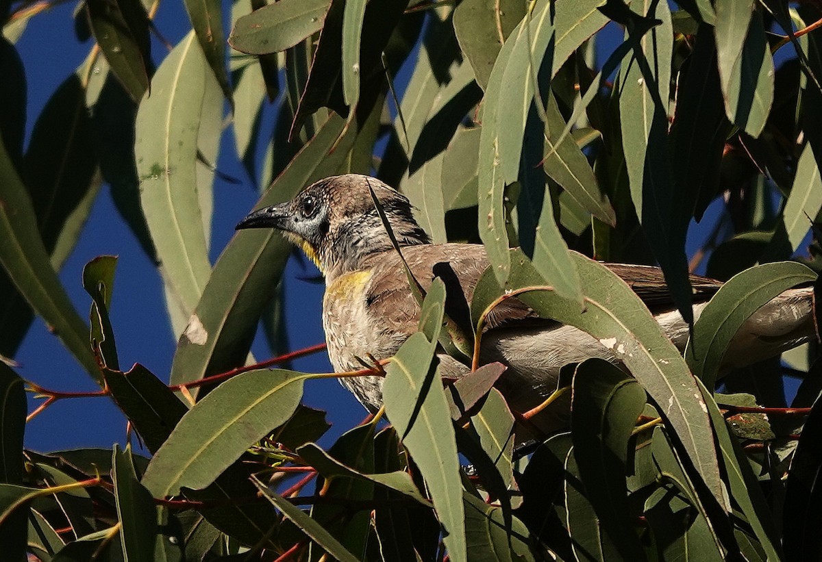 Little Friarbird - ML640402967