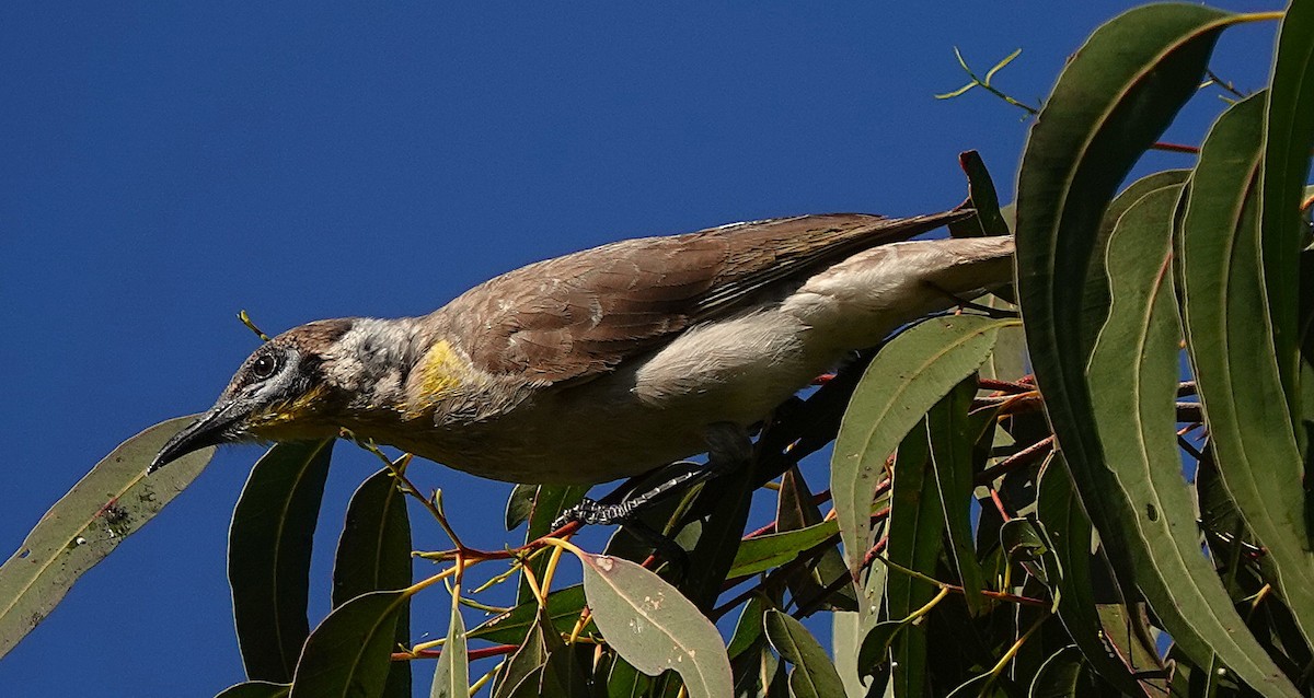 Little Friarbird - ML640402969