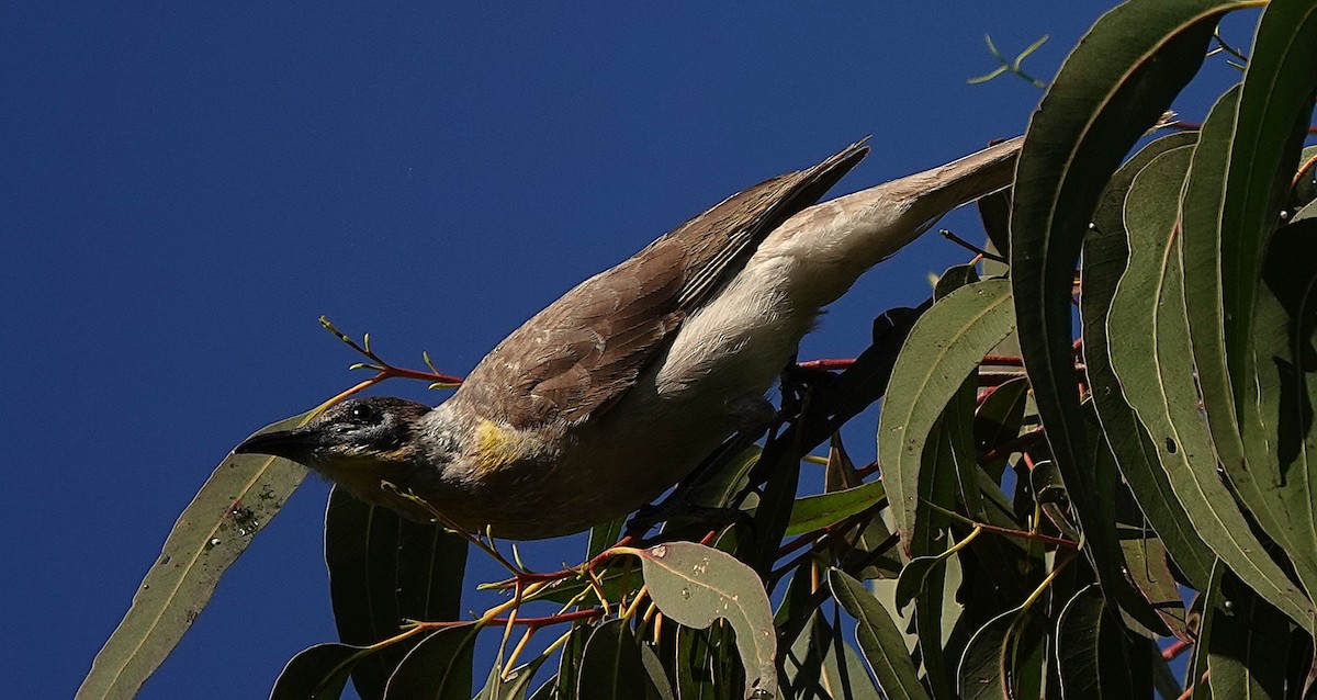 Little Friarbird - ML640402972
