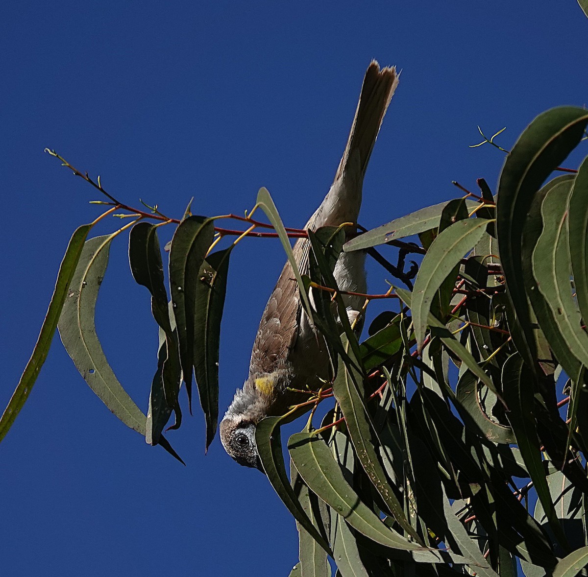 Little Friarbird - ML640402974