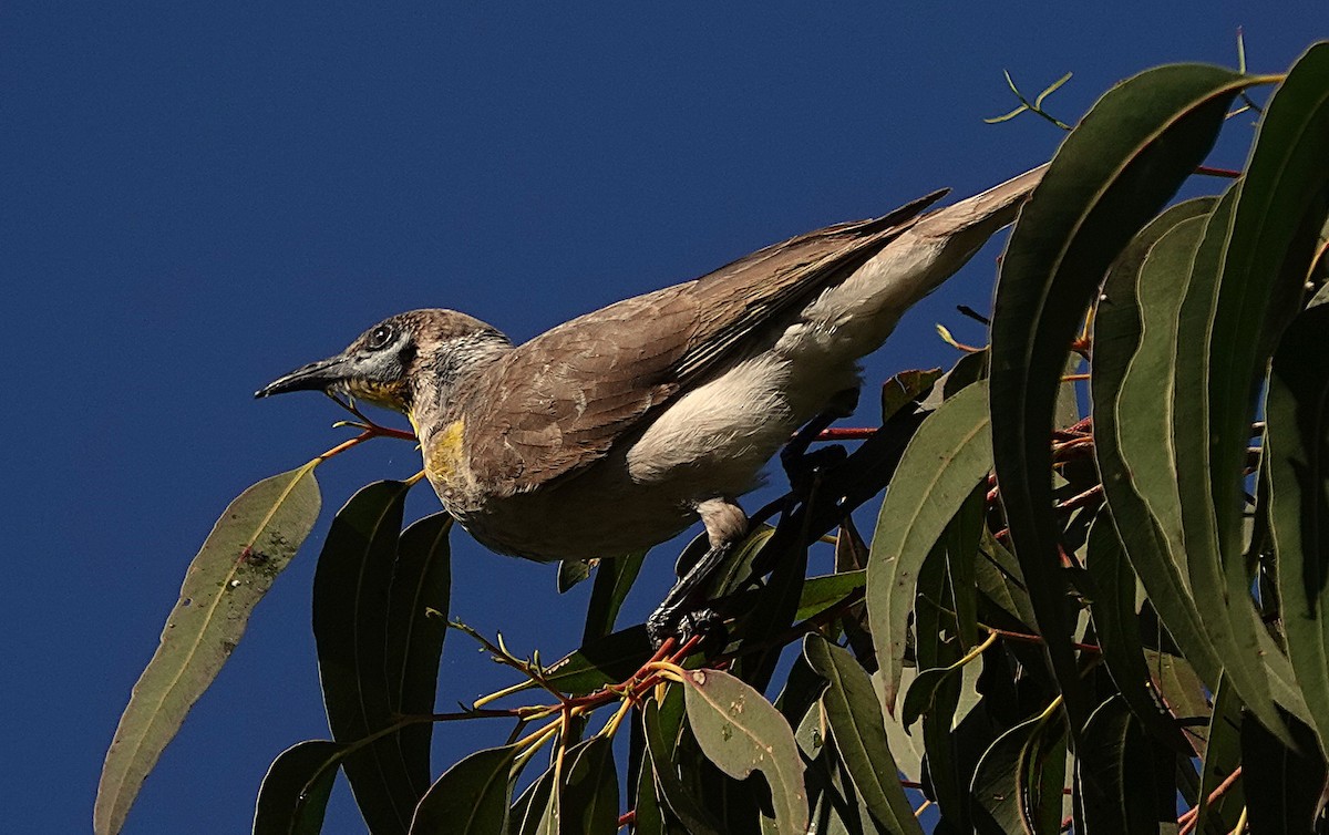 Little Friarbird - ML640402977