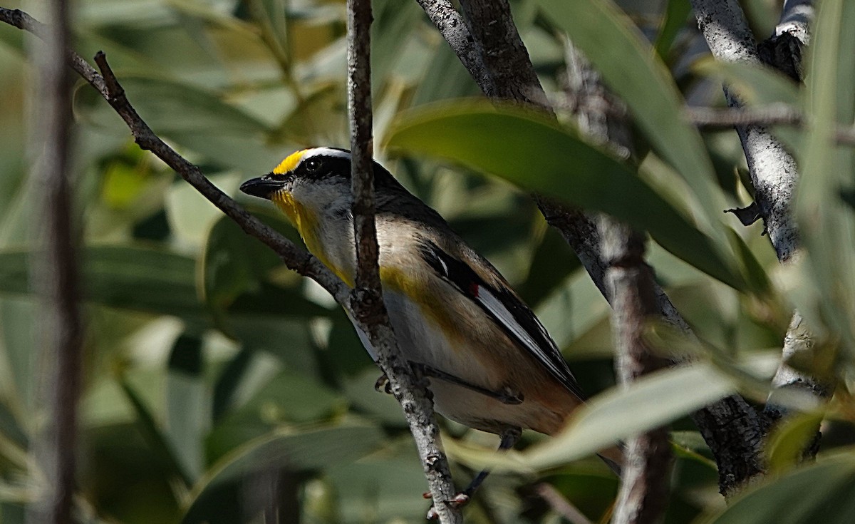 Striated Pardalote - ML640402984