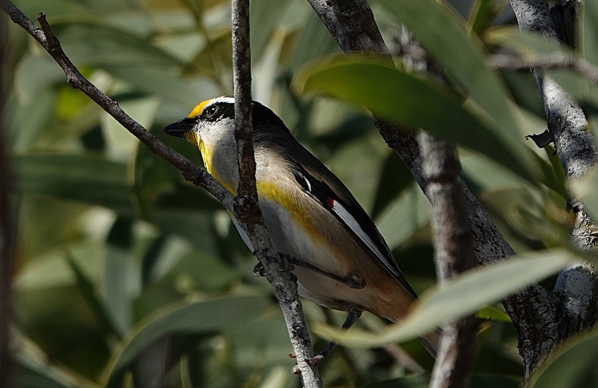 Striated Pardalote - ML640402985