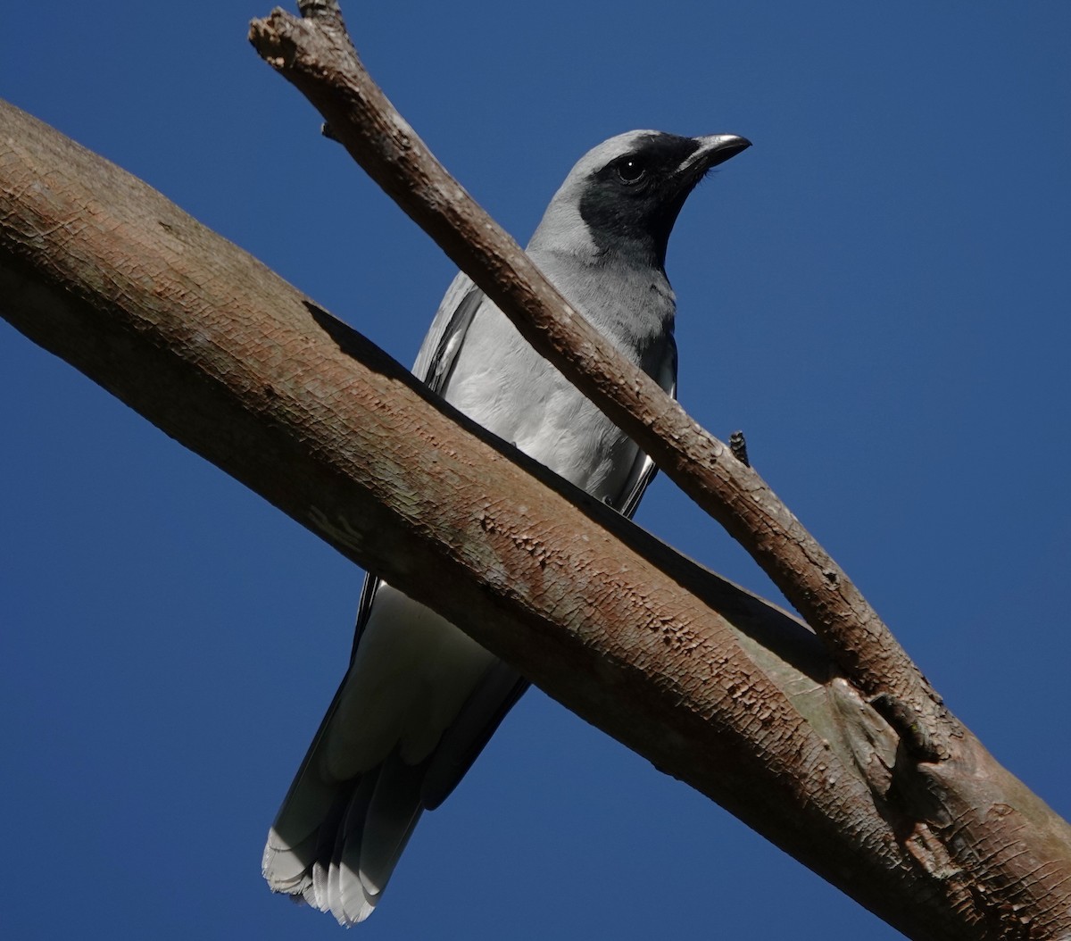 Black-faced Cuckooshrike - ML640402986