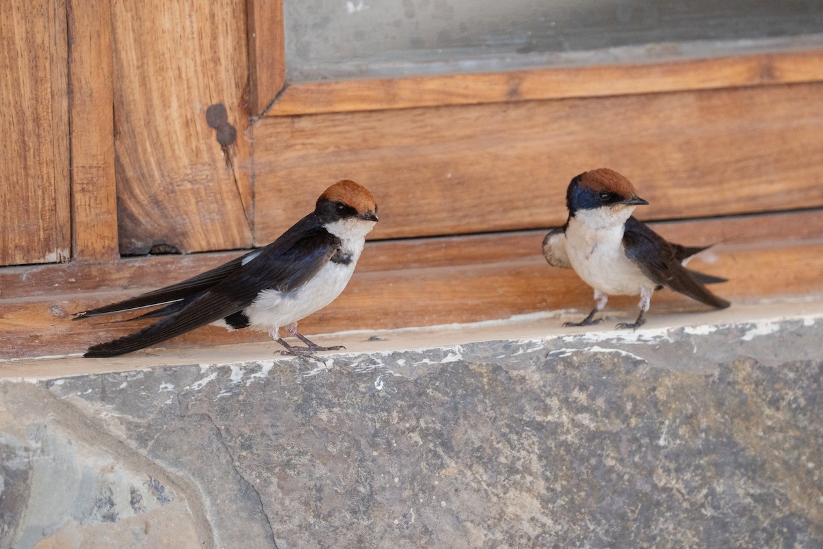 Wire-tailed Swallow - ML640402989