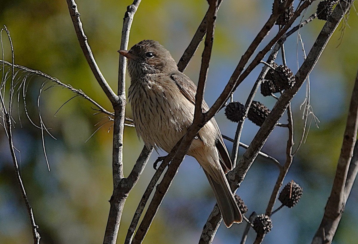 Rufous Whistler - ML640402991