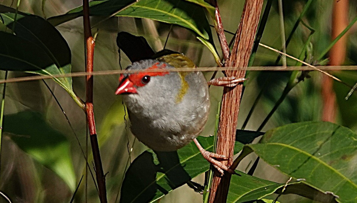 Red-browed Firetail - ML640402995