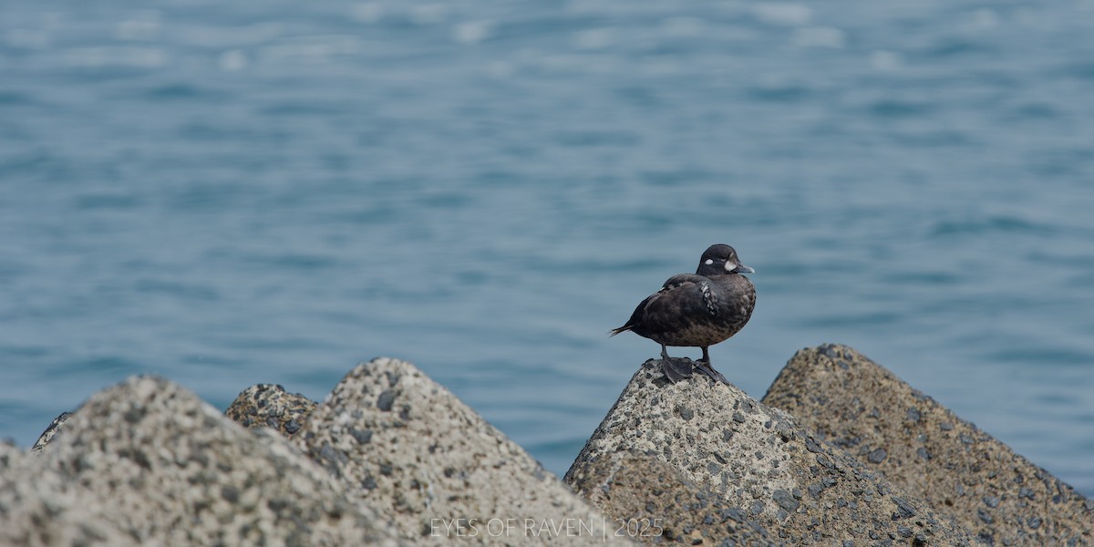 Harlequin Duck - ML640403018