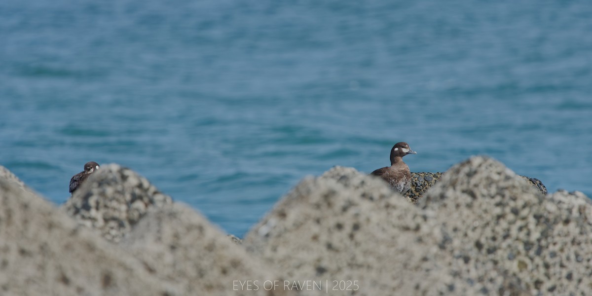 Harlequin Duck - ML640403020